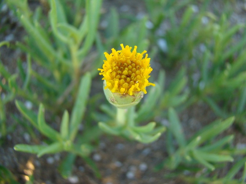 Jaumea linearifolia photo 8