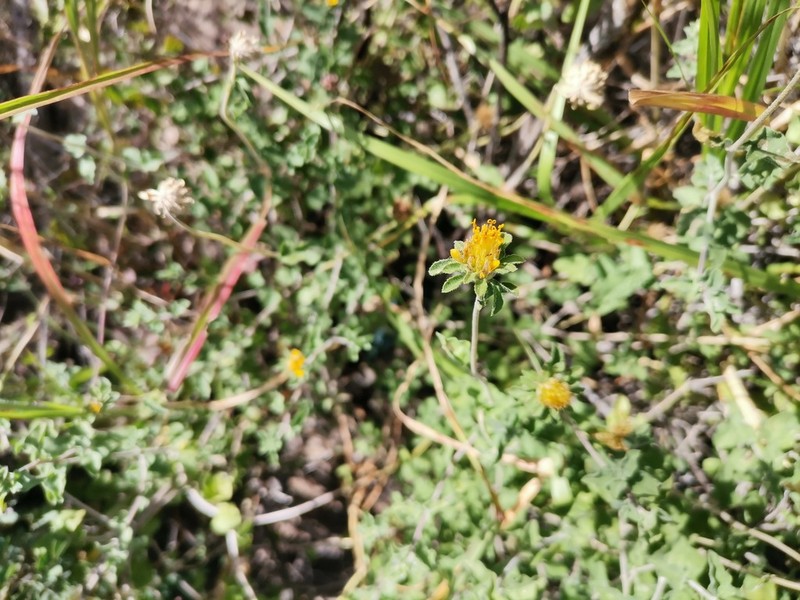Shortleaf Jefea