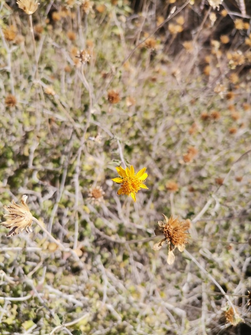 Shortleaf Jefea photo 2