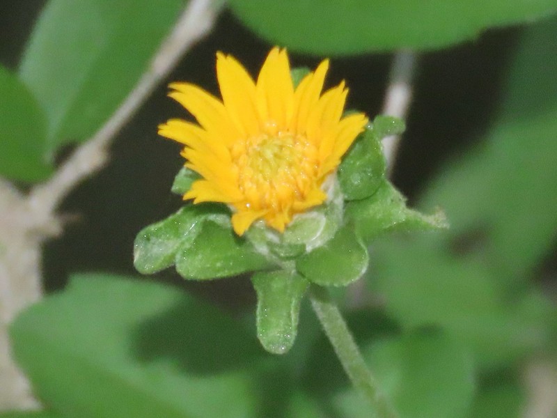Shortleaf Jefea photo 4