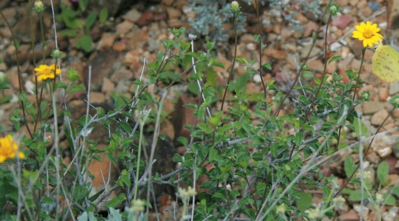 Shortleaf Jefea photo 7