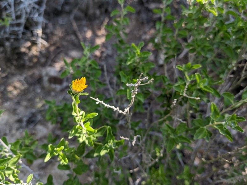Shortleaf Jefea photo 8