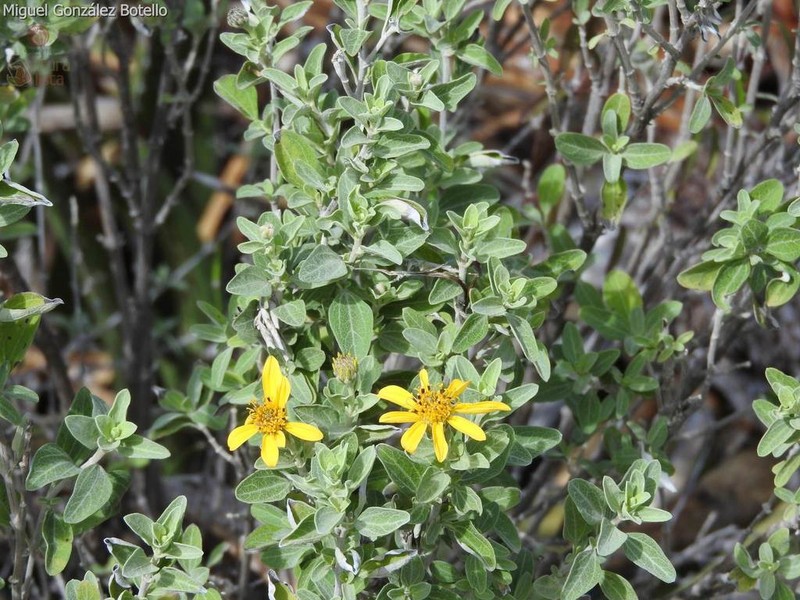 Jefea gnaphalioides