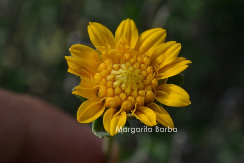 Jefea gnaphalioides photo 3