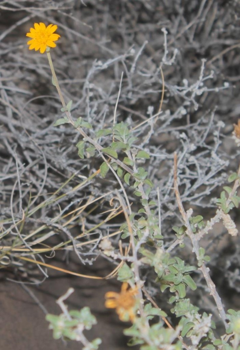 Jefea gnaphalioides photo 8