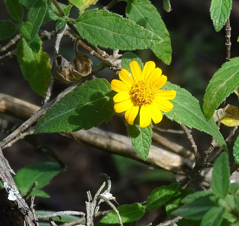 Jefea lantanifolia