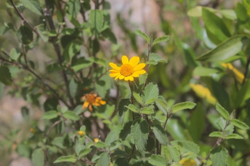 Jefea lantanifolia photo 3