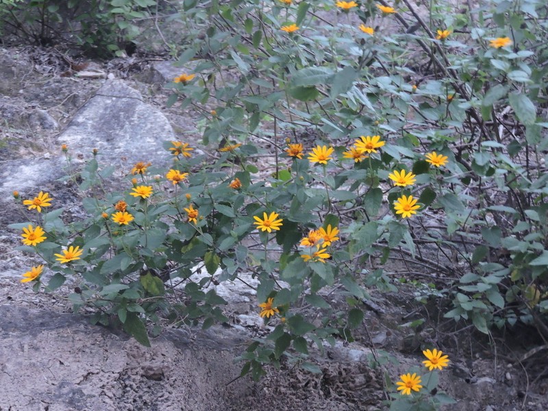 Jefea lantanifolia photo 4