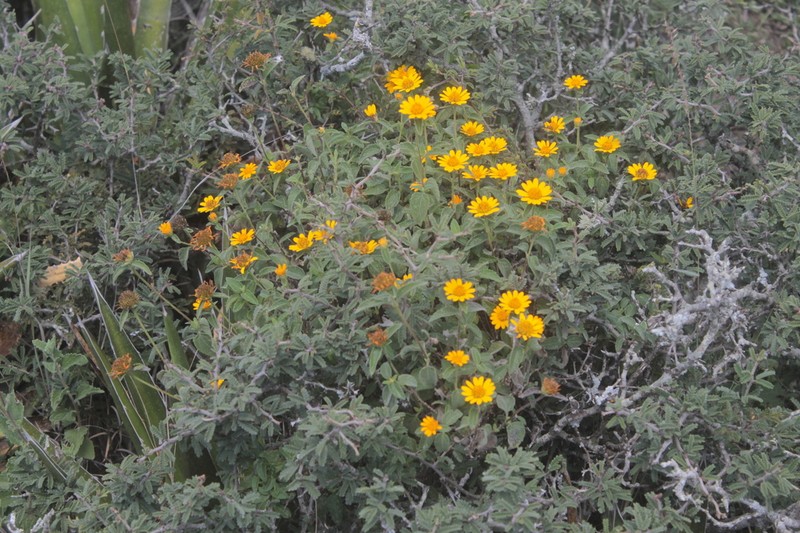 Jefea lantanifolia photo 5