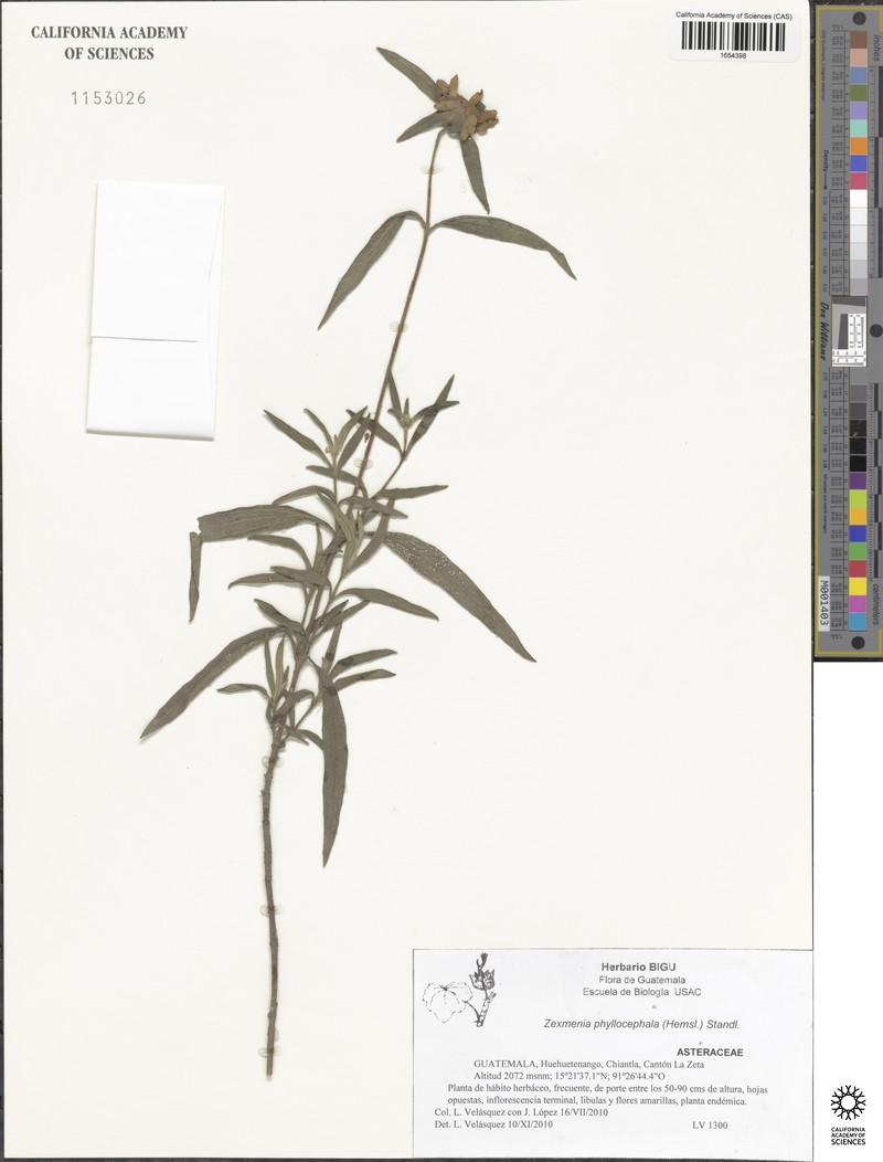 Jefea phyllocephala photo 3