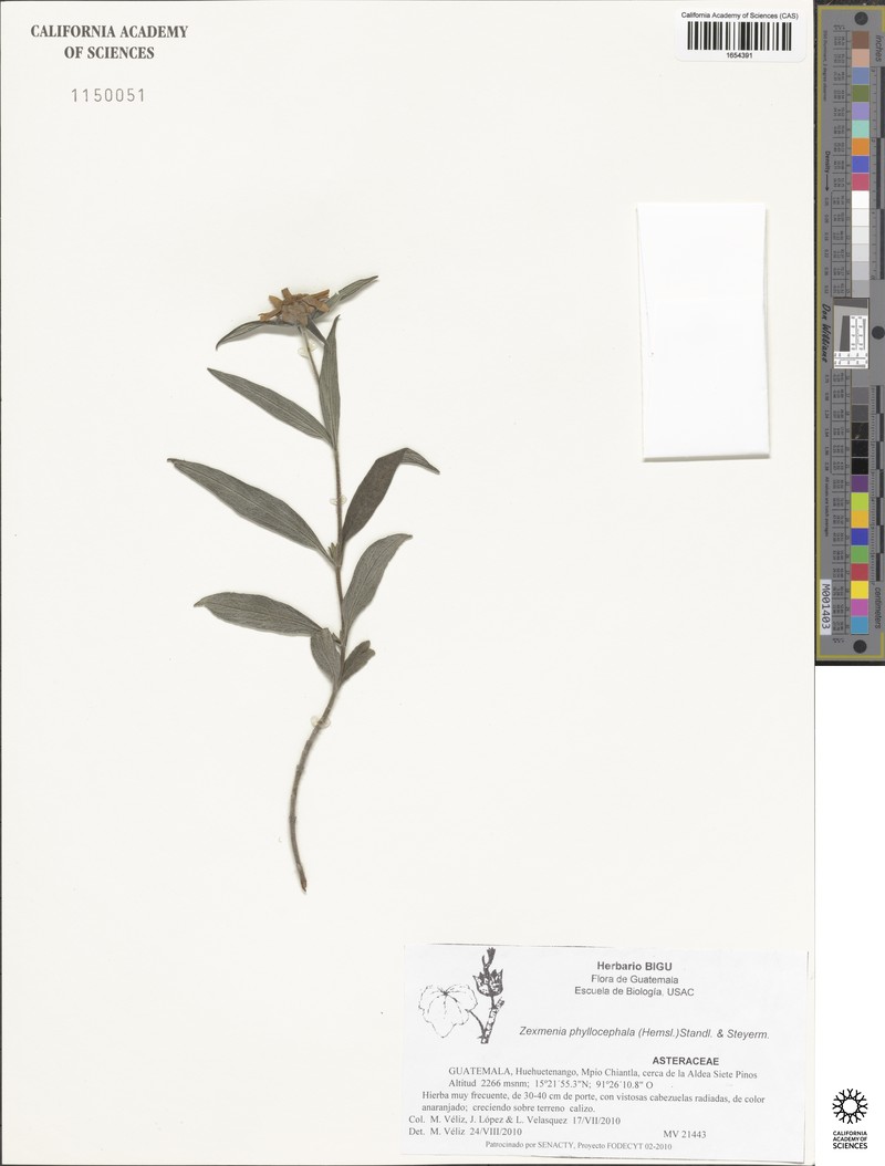 Jefea phyllocephala photo 4