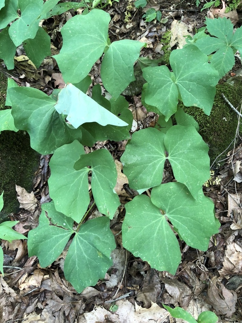 Twinleaf
