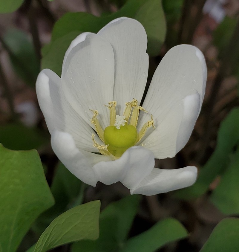 Twinleaf photo 2