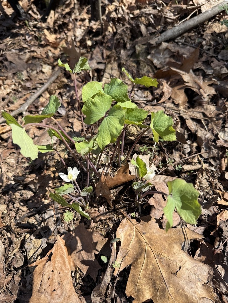 Twinleaf photo 3