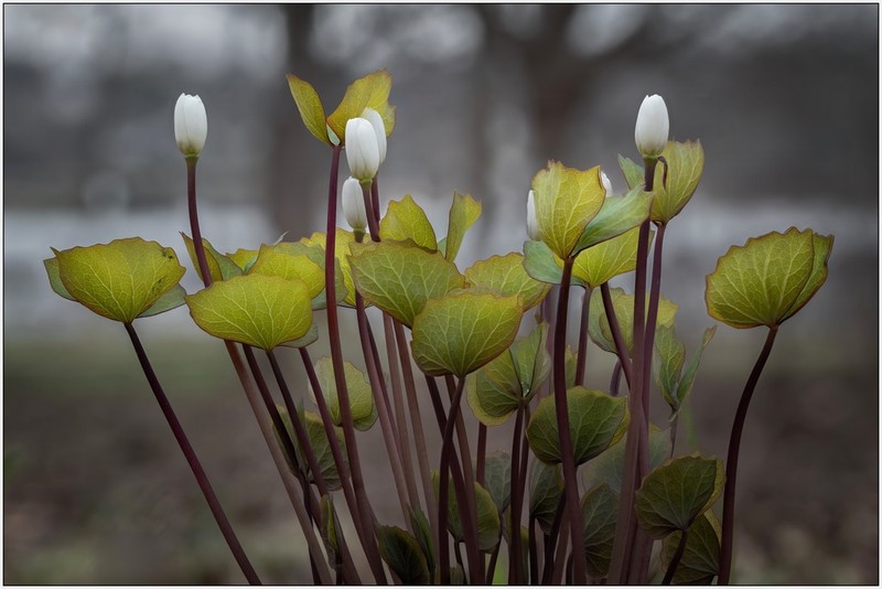Twinleaf photo 4