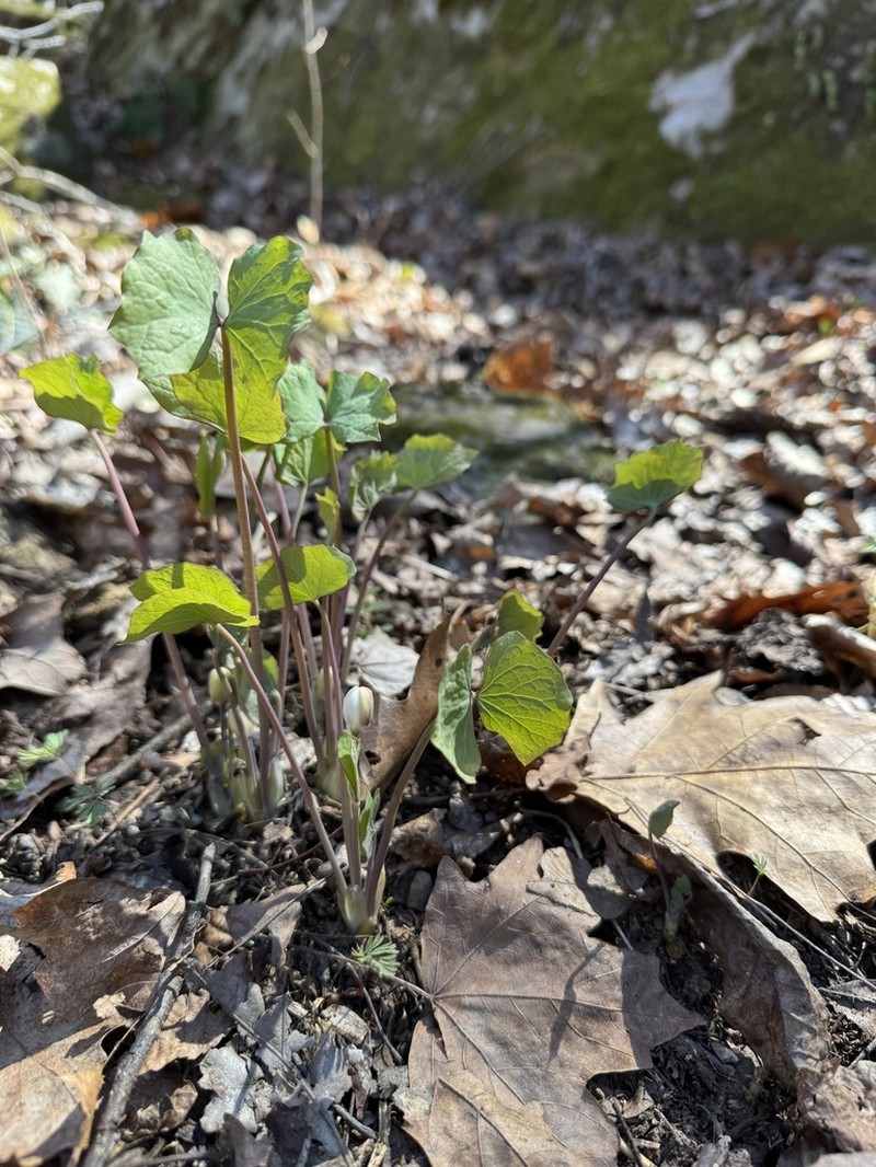 Twinleaf photo 5