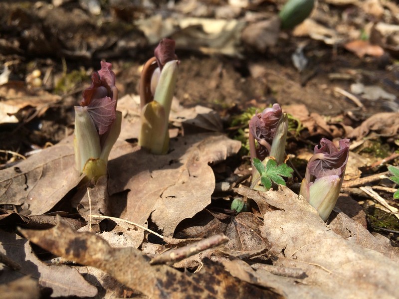 Twinleaf photo 6
