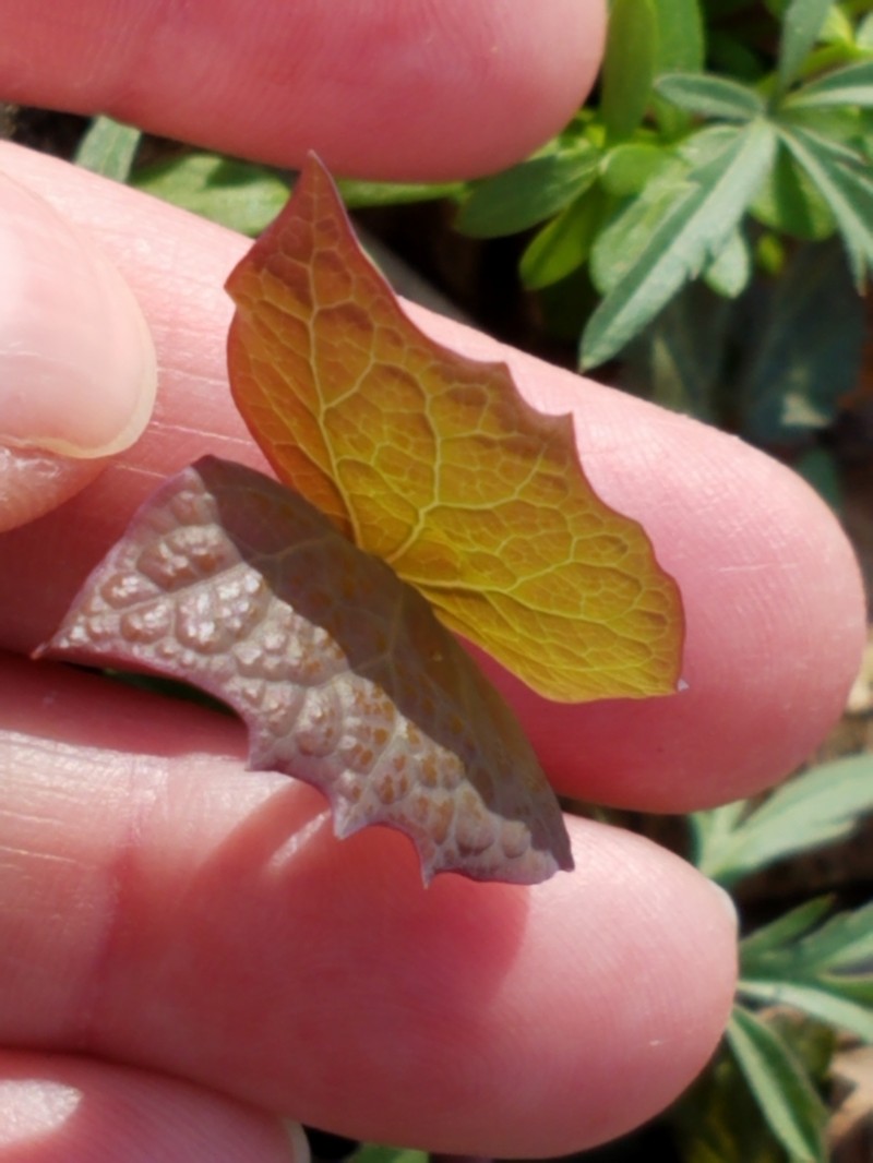 Twinleaf photo 7