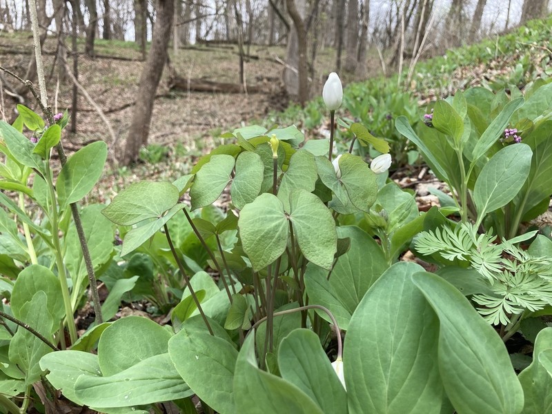 Twinleaf photo 8