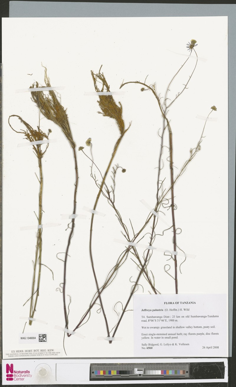 Jeffreya palustris