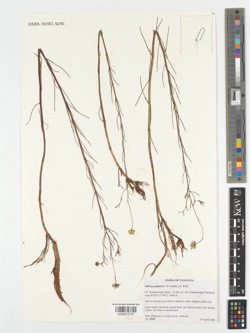 Jeffreya palustris photo 2
