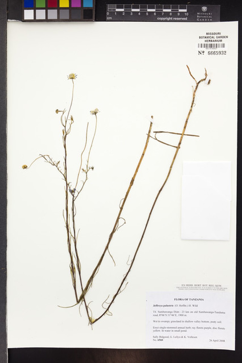 Jeffreya palustris photo 3