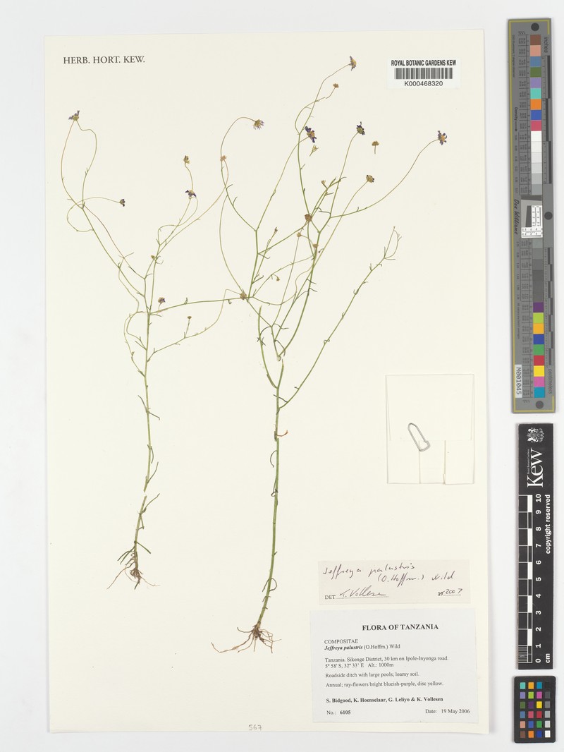 Jeffreya palustris photo 4
