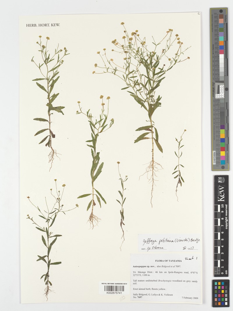 Jeffreya petitiana