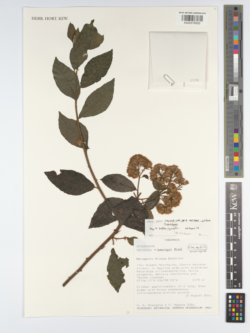 Jeffreycia amaniensis
