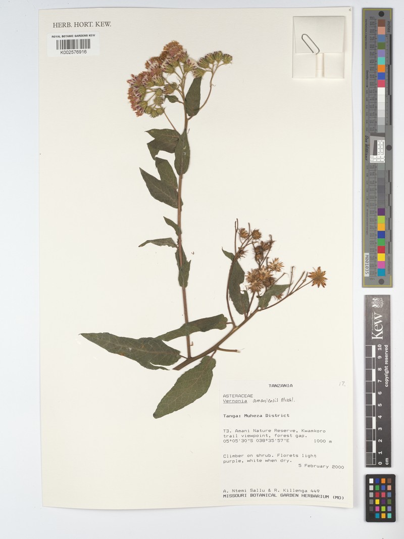 Jeffreycia amaniensis photo 2