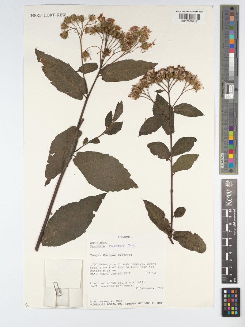 Jeffreycia amaniensis photo 3