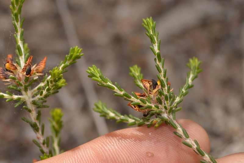 Jennata brachyphylla