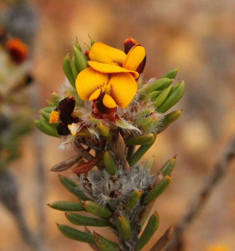 Jennata brachyphylla photo 2