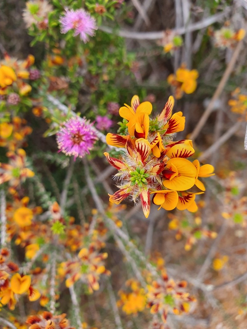 Jennata empetrifolia
