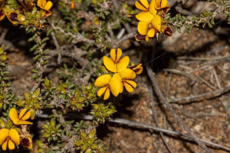 Jennata empetrifolia photo 2