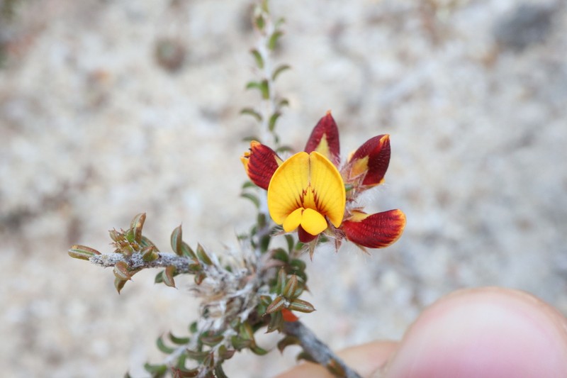 Jennata empetrifolia photo 3