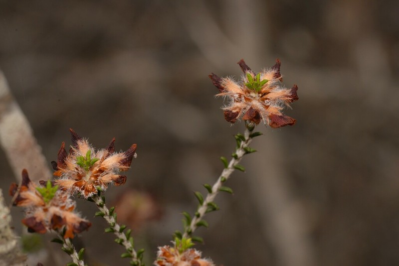 Jennata empetrifolia photo 4