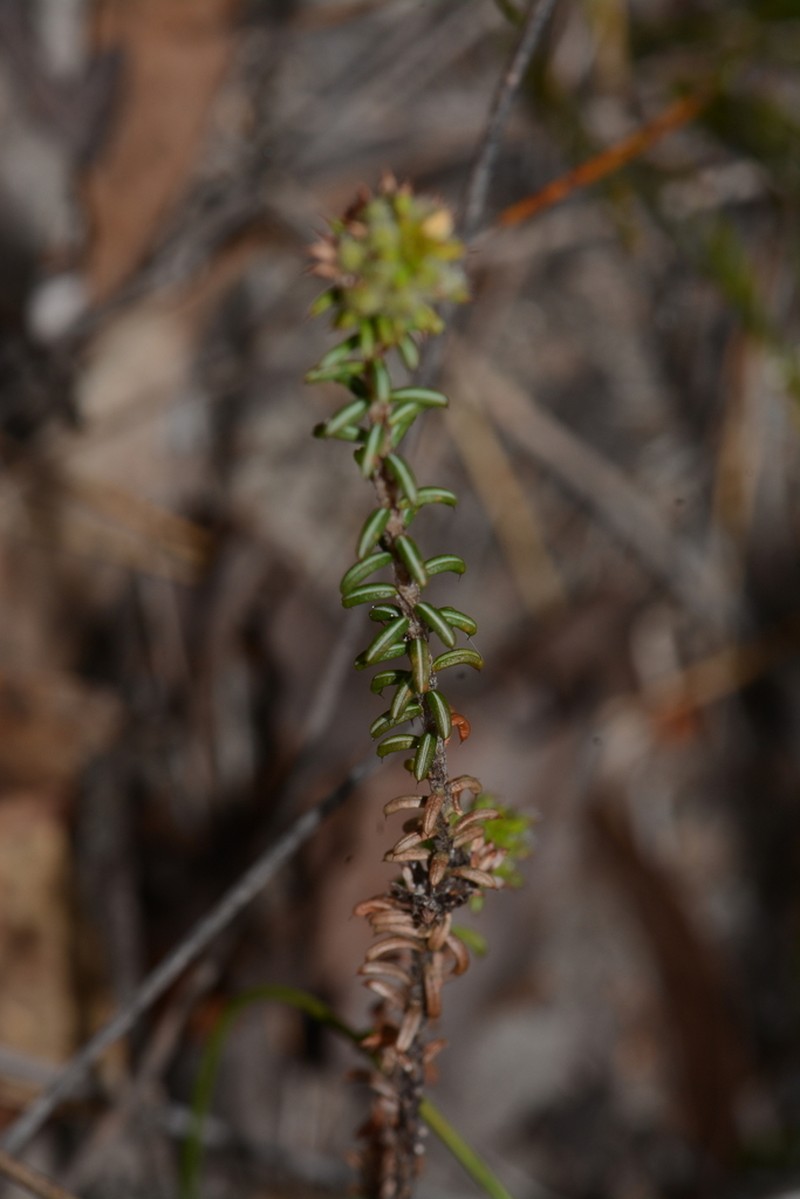 Jennata empetrifolia photo 5