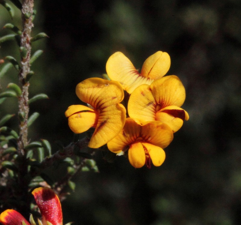 Jennata empetrifolia photo 6