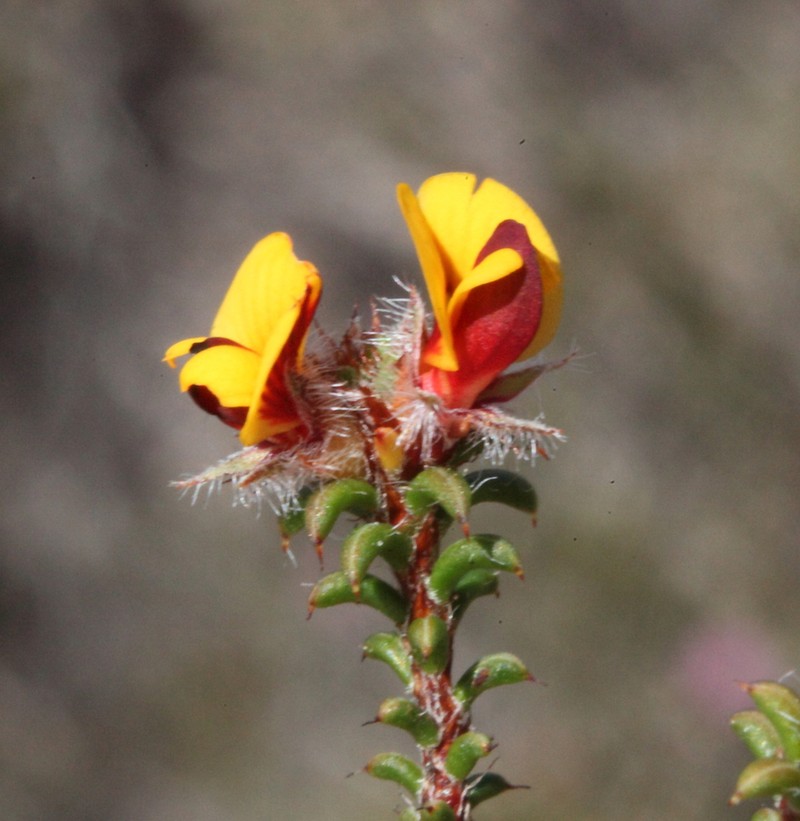 Jennata empetrifolia photo 7