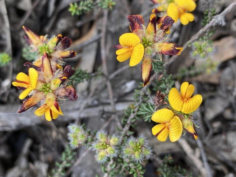 Jennata empetrifolia photo 8