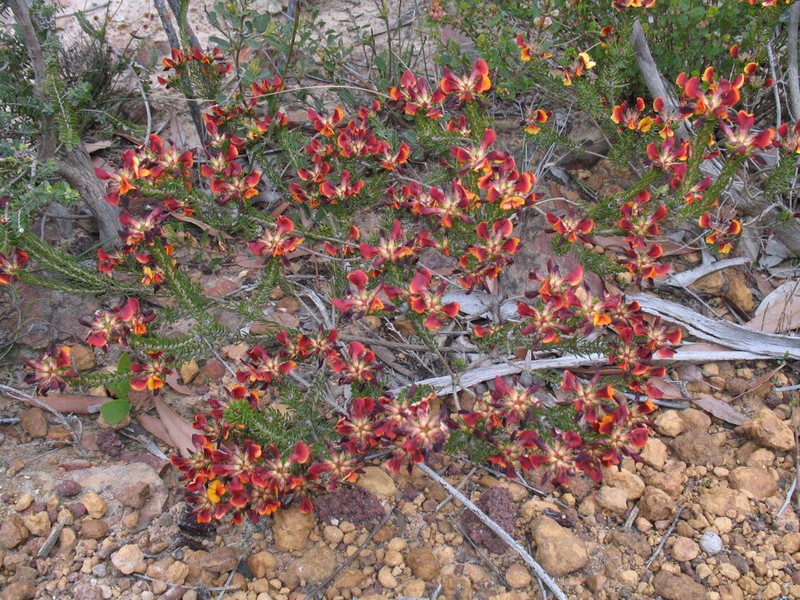 Jennata ericifolia