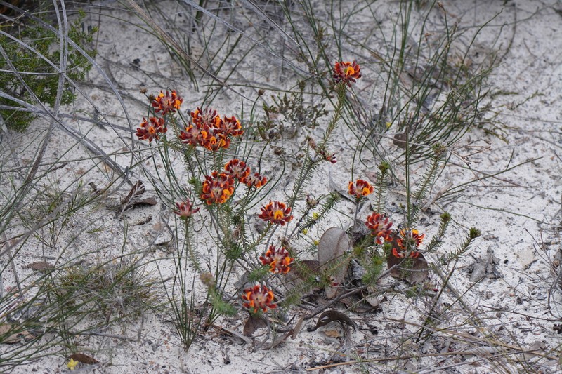 Jennata ericifolia photo 2