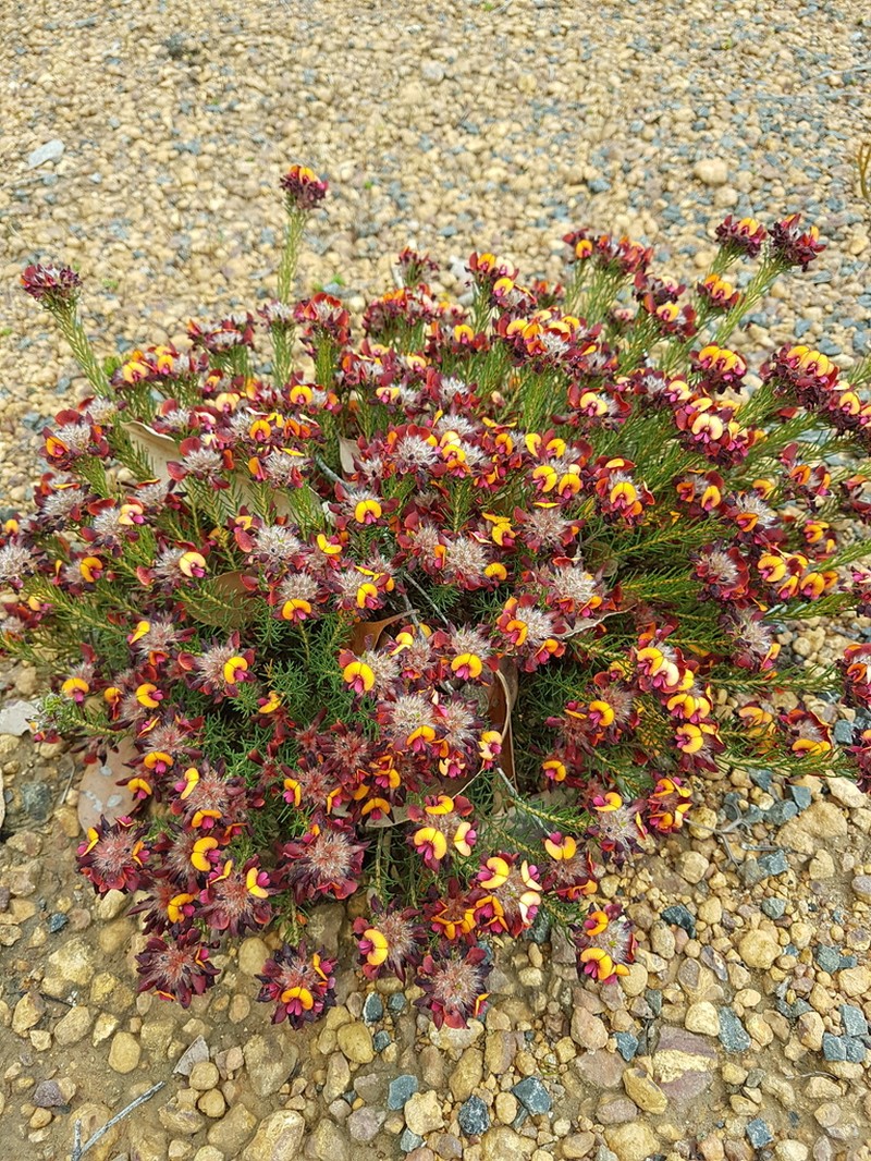 Jennata ericifolia photo 3