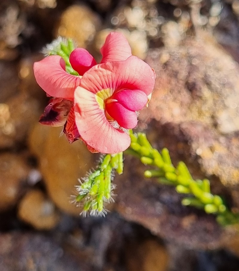 Jennata ericifolia photo 4
