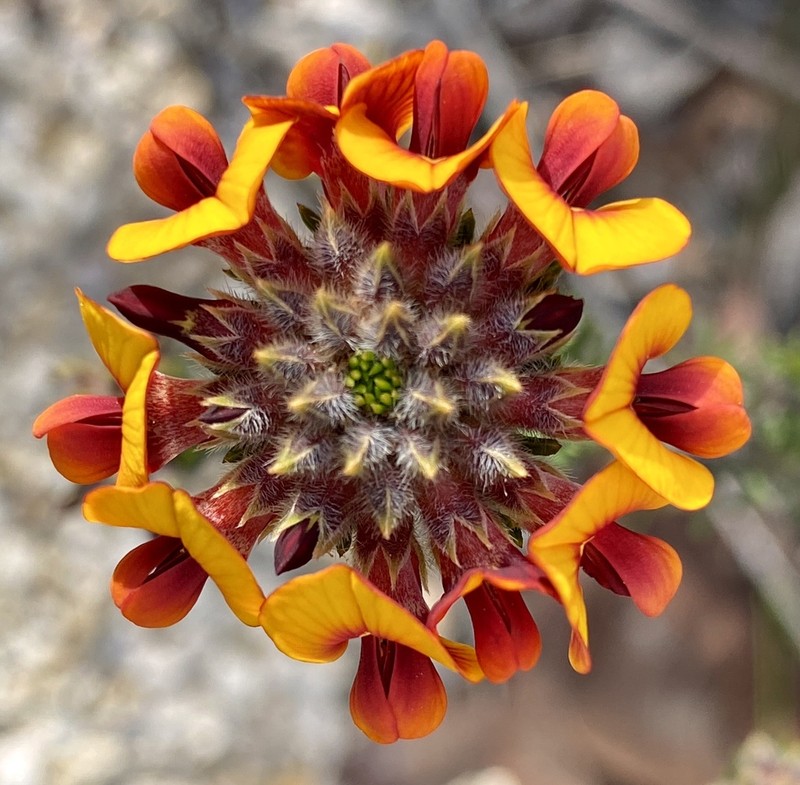 Jennata ericifolia photo 5