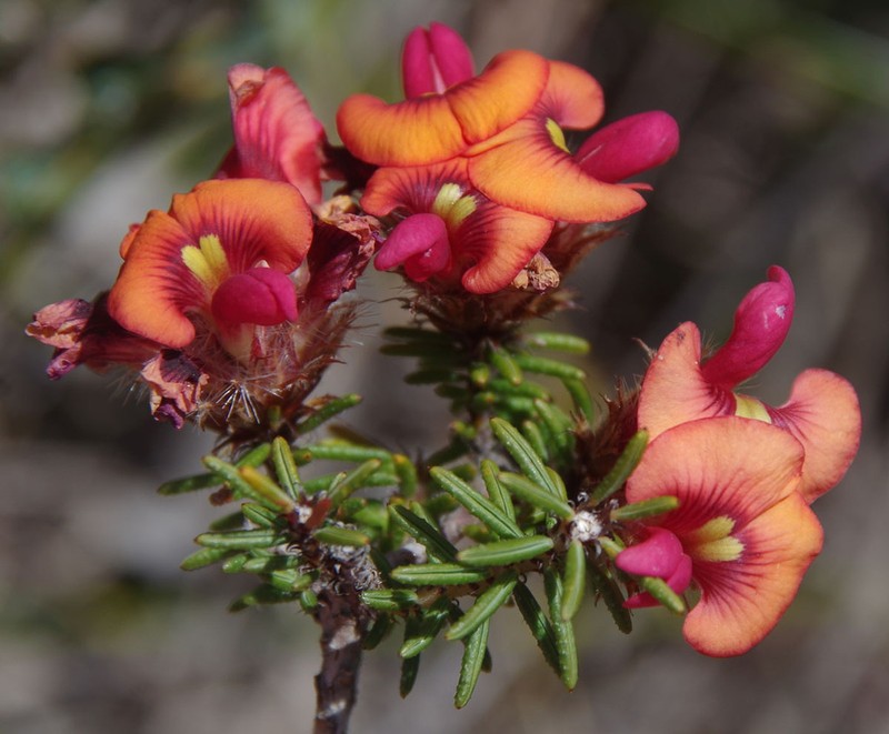 Jennata ericifolia photo 6
