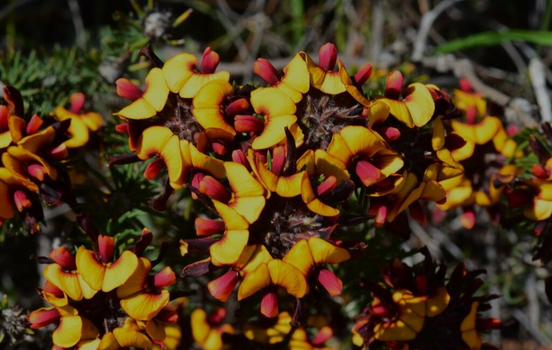 Jennata ericifolia photo 8