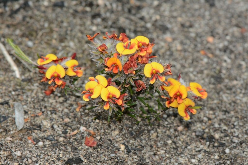 Jennata indira photo 2