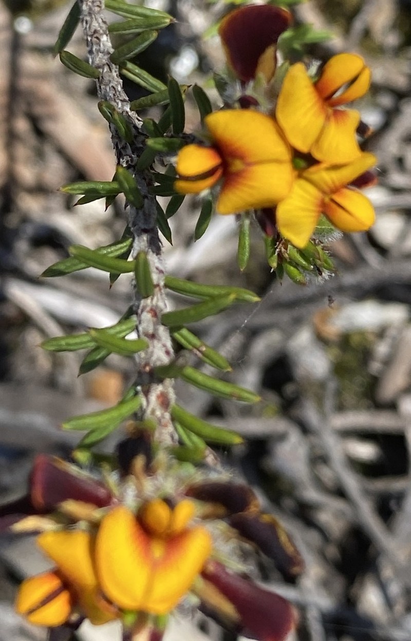 Jennata indira photo 6